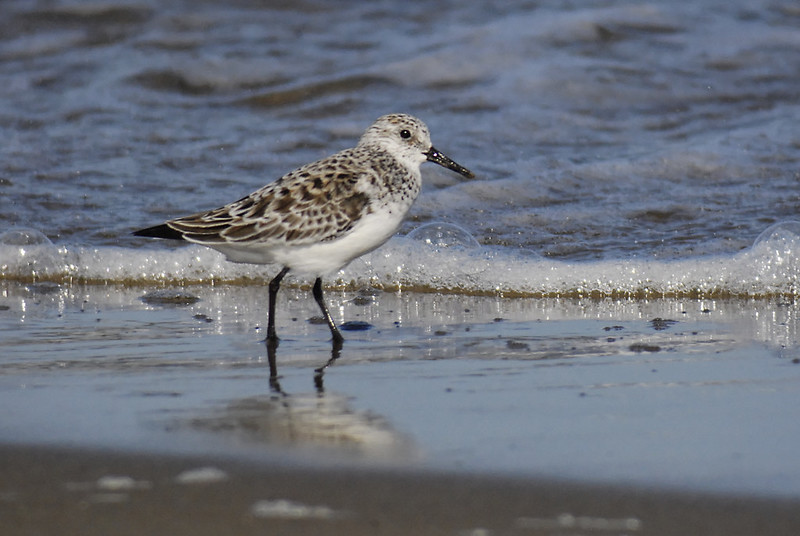 Becasseau sanderling.jpg